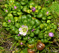 Gentianella cerina