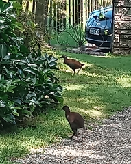 Gallirallus australis