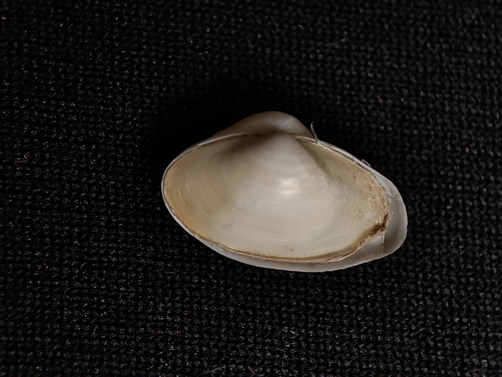 Potamocorbula laevis