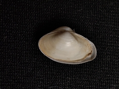 Potamocorbula laevis