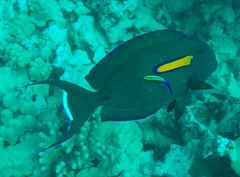 Acanthurus olivaceus