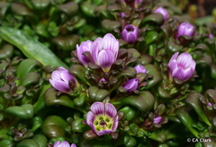 Gentianella cerina