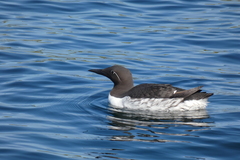 Uria aalge hyperborea