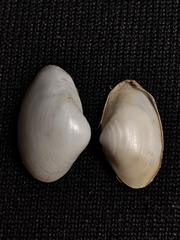 Potamocorbula laevis