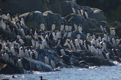 Uria aalge hyperborea