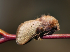 Doratifera quadriguttata