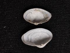 Potamocorbula laevis