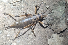 Liparoscelis pallidispina