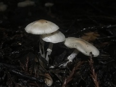 Lepiota castaneidisca