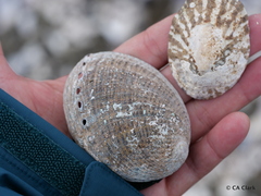 Haliotis virginea huttoni