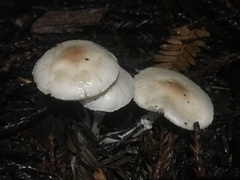 Lepiota castaneidisca