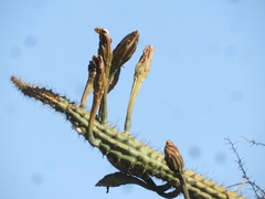 Cereus aethiops