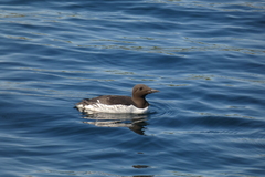 Uria aalge hyperborea