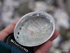 Haliotis virginea huttoni