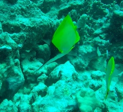 Forcipiger longirostris