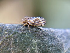 Pachypsylla celtidismamma