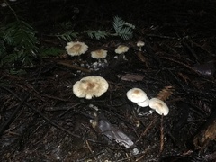 Lepiota castaneidisca