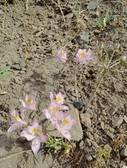 Alstroemeria pallida