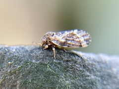 Pachypsylla celtidismamma