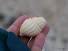 Cominella nassoides nodicincta