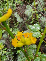 Acmispon junceus junceus