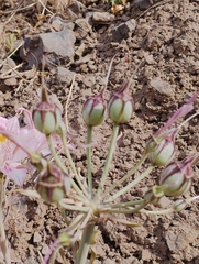 Alstroemeria pallida