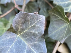 Pachypsylla celtidismamma