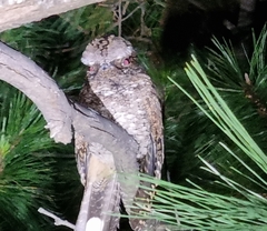 Antrostomus arizonae