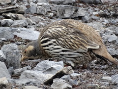 Tetraogallus tibetanus