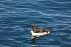 Uria aalge hyperborea