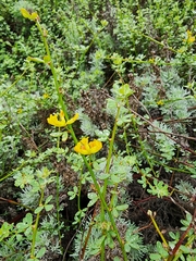 Acmispon junceus junceus