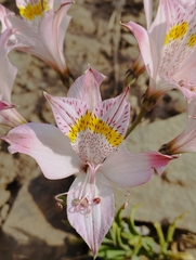 Alstroemeria pallida