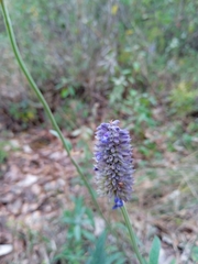 Salvia lavanduloides