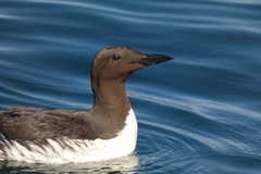 Uria aalge hyperborea