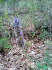 Salvia lavanduloides
