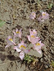 Alstroemeria pallida