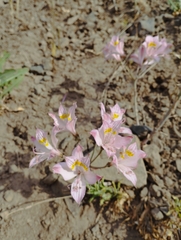Alstroemeria pallida