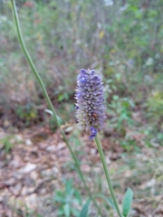 Salvia lavanduloides
