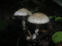 Lepiota castaneidisca