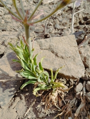 Alstroemeria pallida