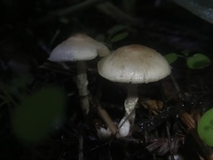 Lepiota castaneidisca