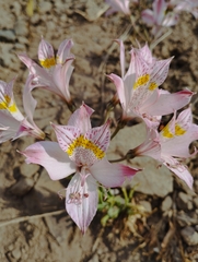 Alstroemeria pallida
