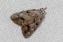 Nola desmotes