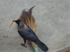 Corvus splendens