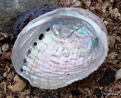 Haliotis virginea huttoni