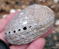 Haliotis virginea huttoni