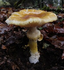 Amanita augusta