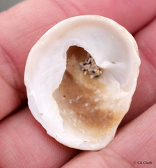 Sigapatella novaezelandiae