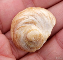 Sigapatella novaezelandiae