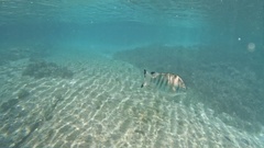 Abudefduf septemfasciatus